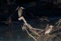 Pond heron.20211125_0097