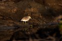 Pond heron.20211126_0019