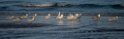 Terns and gulls.20211123_0113
