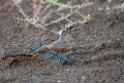 Warbler01.20211125_0107