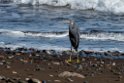 Western Reef Heron.20211122_0116