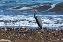 Western Reef Heron.20211122_0125