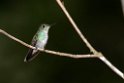 Blue-chested Hummingb ird_PAN0400