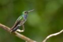 Blue-chested Hummingbird_PAN0359