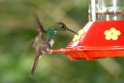 Bronze-tailed Plumeteer_PAN0966