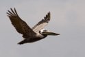 Brown Pelican_PAN0780