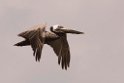 Brown Pelican_PAN0781