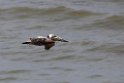 Brown Pelican_PAN0784