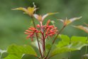 Cana-blomst_PAN0646