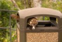 Coati_PAN0760