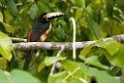 Collared Aracari_PAN0376