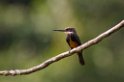 Dusky-backed Jacamar_PAN0479