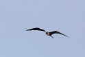 Frigatebird_PAN0815