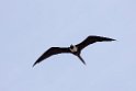 Frigatebird_PAN0843