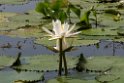 Gamboa-blomst_PAN0055