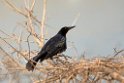 Grackle_PAN0869