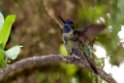 Magnificent Humminbird_PAN0183