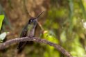 Magnificent Hummingbird_PAN0188