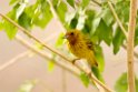 Mangrove Warbler_PAN0886