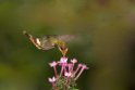 Rufous-crested Coquette1_PAN0926