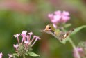 Rufous-crested Coquette_PAN0928