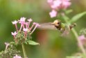 Rufous-crested Coquette_PAN0929