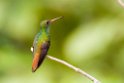 Rufous-tailed Hummingbird_PAN0319