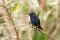 Saphire-throated Hummingbird_PAN0891