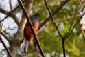 Slaty-tailed Trogon_PAN0085