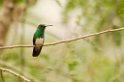 Snowy-belliedHummingbird190207_PAN0013