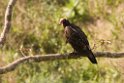 TurkeyVulture190207_PAN0025