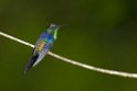 Violet-capped Woodnymph_PAN0391