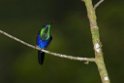 Violet-crowned Woodnypmh_PAN0393