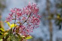 Volcan-blomst_PAN0207
