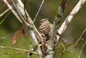 Yellow-bellied Elania_PAN0562