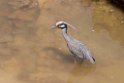 Yellow-crowned Night-heron_PAN0772