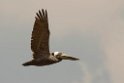 bROWN pELICAN_PAN0783