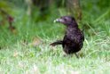 Archbolds Bowerbird.200922jul_3225