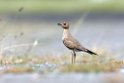 Austral Pratincole01.200911jul_2725