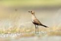 Australian Pratincole.200911jul_2703