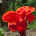 Blomst.200914jul_2736