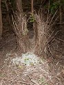 Fawn-breasted Bowerbird bower.200927jul_0191