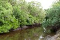 Mangrove.200929jul_0352