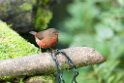 Mountain Firefinch.200921jul_2971
