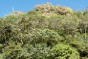 Mt Hagen skov.200922jul_0060