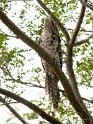 Papuan Frogmouth.200927jul_0177