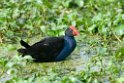 Purple Swamphen.200927jul_0152