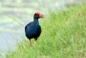 Purple swamphen.200927jul_0131