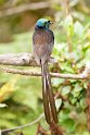 Ribbon-tailed Astrapia.200921jul_2932