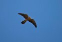Aftenfalk.20150807_5351